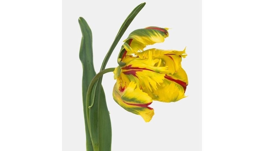 tulipe pierre joseph nouveau front