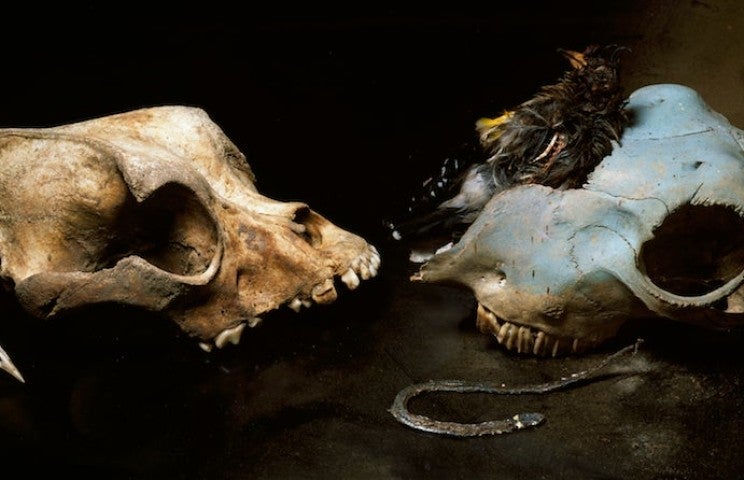 Photographie Domingo Djuric. "Nature morte hollandaise II". Tirage chromogène couleur, 50 x 100 cm encadré, 12 exemplaires.