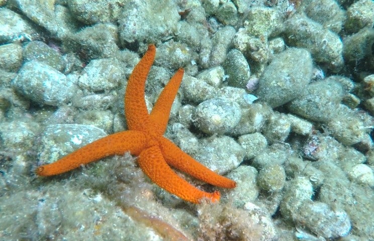 L'étoile de mer, Maya Schweizer