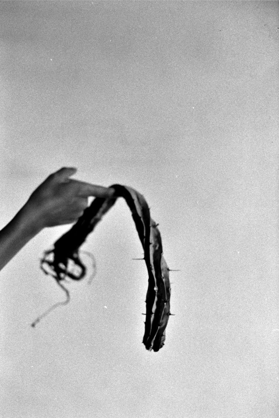 Katinka Bock, "Dead Cactus", 2016. Gelatin silver print. 37 x 24,5 cm