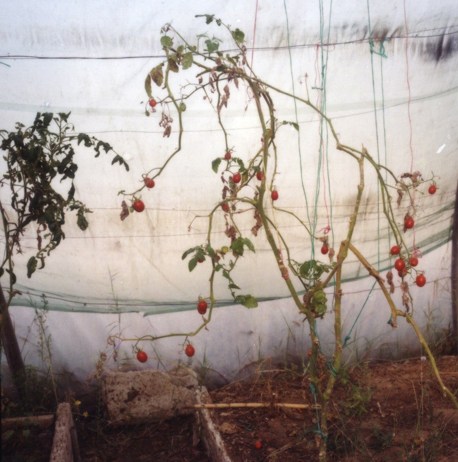 Yto Barrada, <i>Ferme Pédagogique – Tomatoes</i>, 2011. C-print, 123,8 × 123,8 cm. © Yto Barrada, courtesy Pace Gallery ; Sfeir-Semler Gallery, Hambourg, Beyrouth ; et Galerie Polaris, Paris.