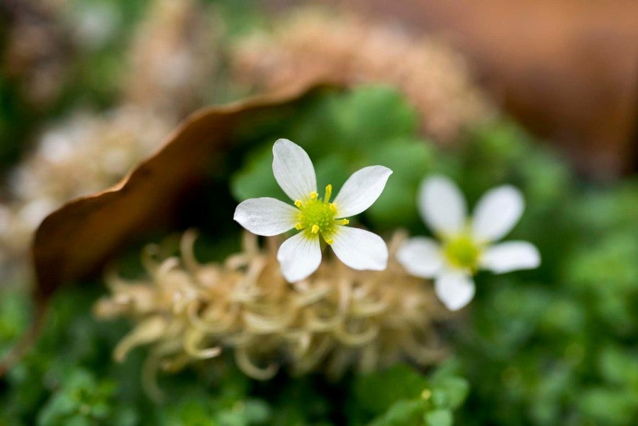 Bruno Serralongue, Ranunculus omiophyllus (renoncule de Lenormand) et flou en arrière plan un Chaton de saule. Photographie prise pendant la sortie des Naturalistes en lutte sur la ZAD de Notre-Dame-des-Landes le dimanche 8 mai 2016. From the 'Notre-Dame-des-Landes' series, 2014-18. © Air de Paris, Romainville