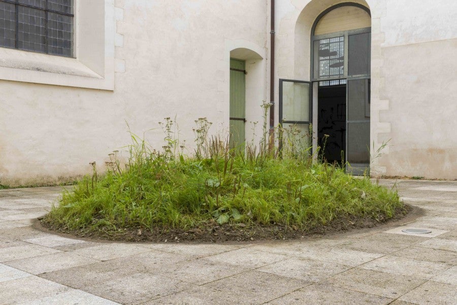 Benoît Piéron, <i>The Great Piece of Turf after Dürer</i>, since 2021. Achillea millefolium - Agrostis stolonifera - Arrhenatherum eliatus - Bellis perennis - Cardamine pratensis - Cynoglossum officinale - Plantago major - Taraxacum officinale. Photo : Benoît Piéron.