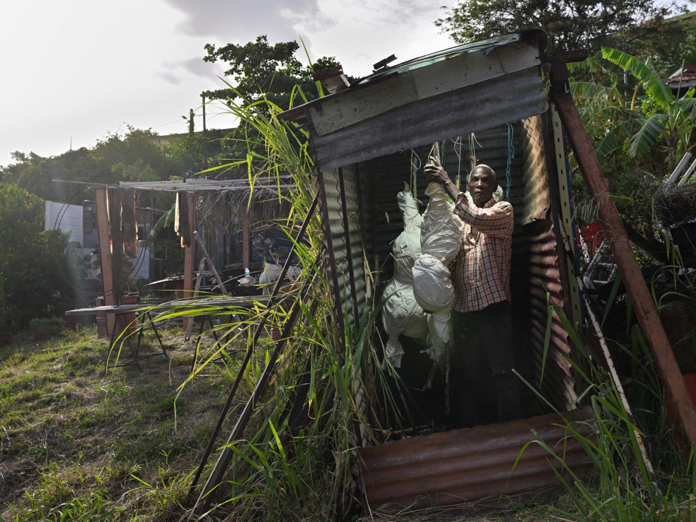 Christian Bertin in his studio, Martinique, with <i>La Jungle (cette foule qui ne sait pas faire foule)</i>. © ADAGP. Photo: Robert Charlotte, 2025.